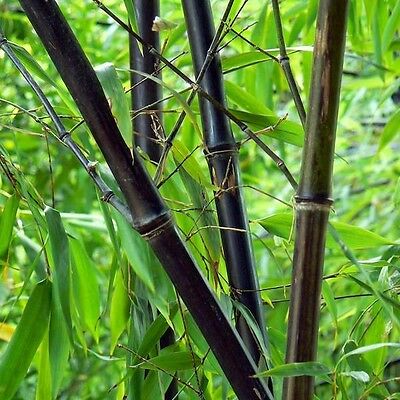 PHYLLOSTACHYS NIGRA